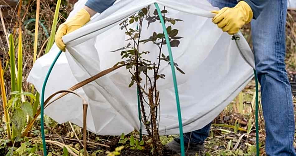 KIŞIN BAHÇE BAKIMI NASIL OLMALI?