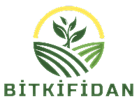 2 Yaş Limon Melisa Fidanı