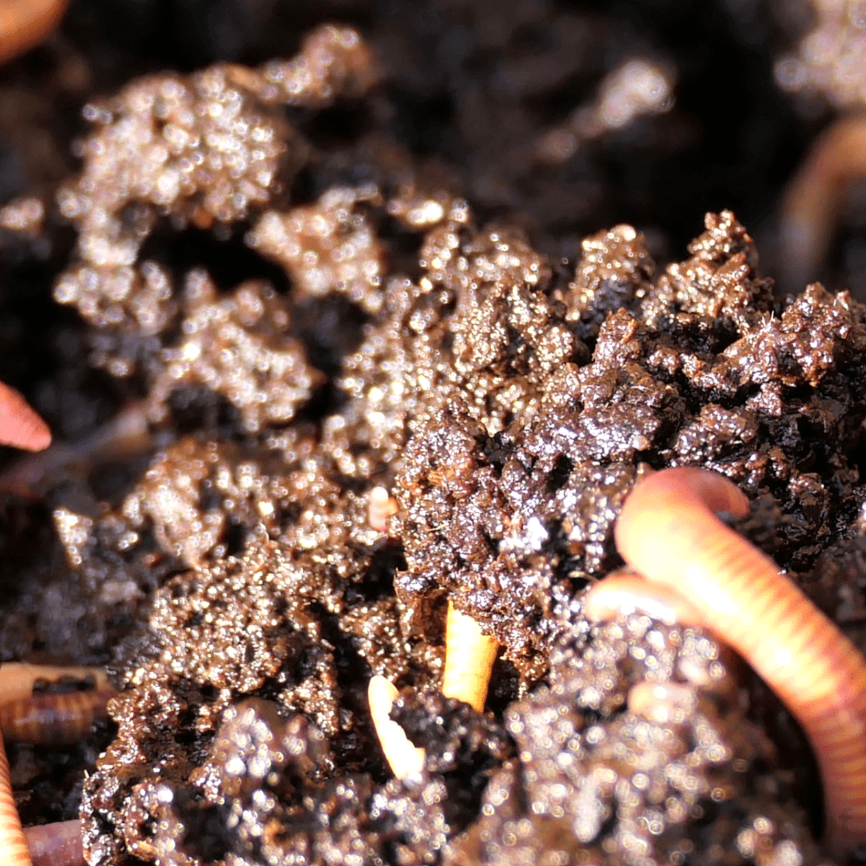 1 Kg Organik Solucan Gübresi