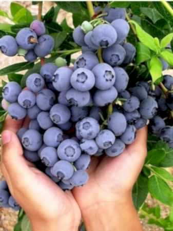 3 Yaş Brigitta Yaban Mersini Fidanı