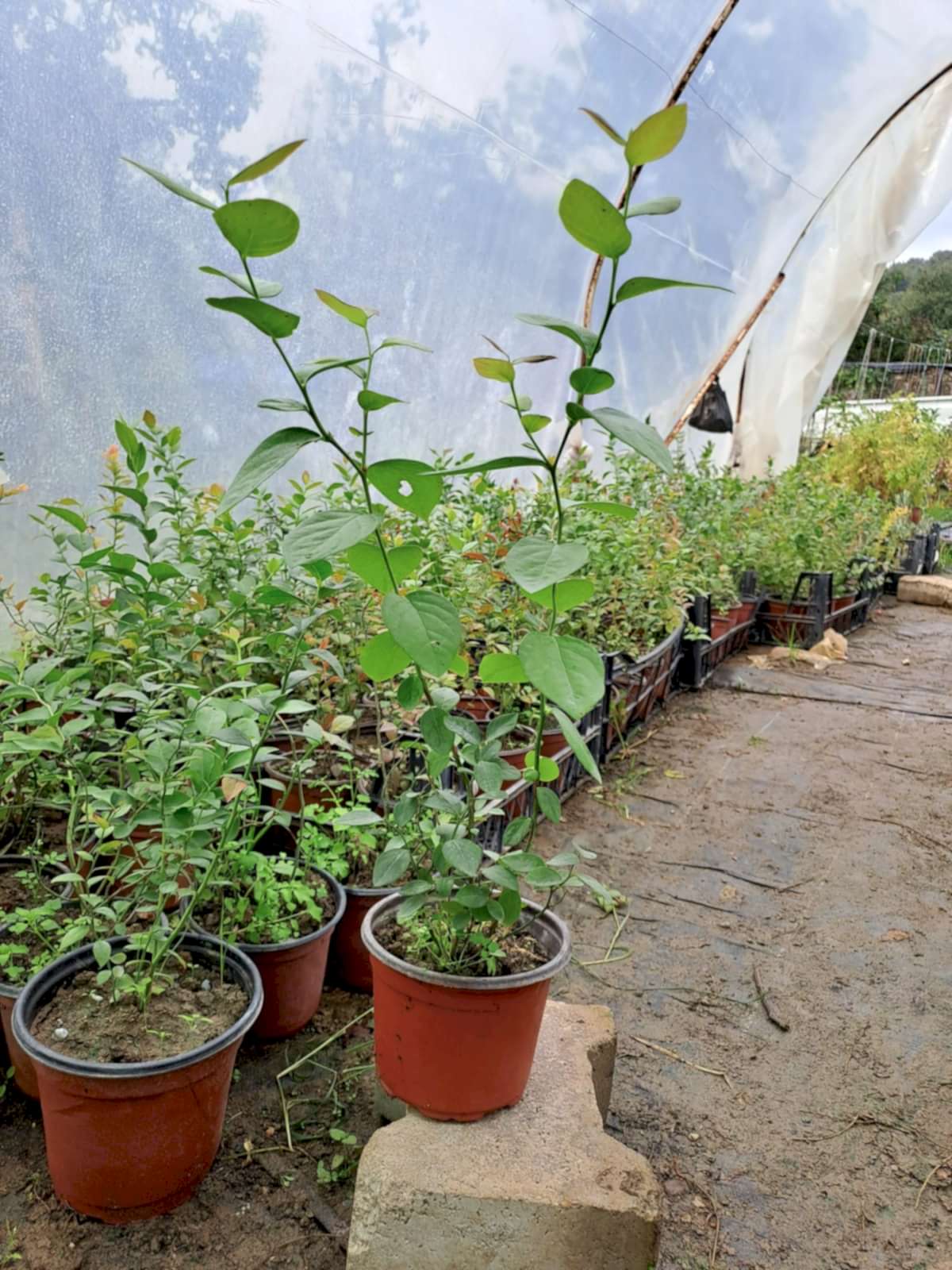 3  Yaş Brigitta Yaban Mersini Fidanı