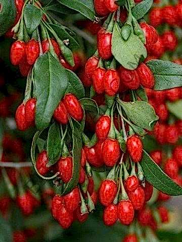 2 Yaş Goji Berry (kurt Üzümü)