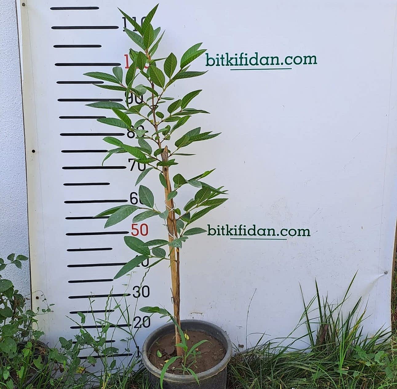 2 Yaş Guava Fidanı