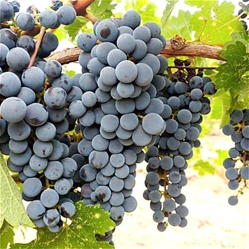 2 Yaş Antep Karası Üzüm Fidanı