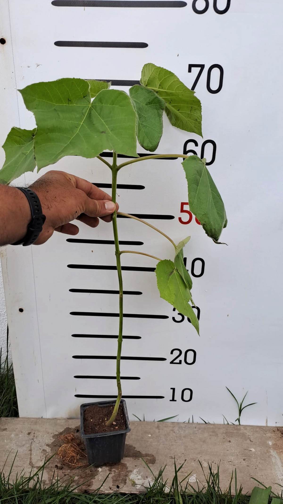 2 Yaş Pavlonya-çin Kavağı Fidanı