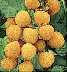 2 Yaş Sarı Ahududu (poranna Rosa)