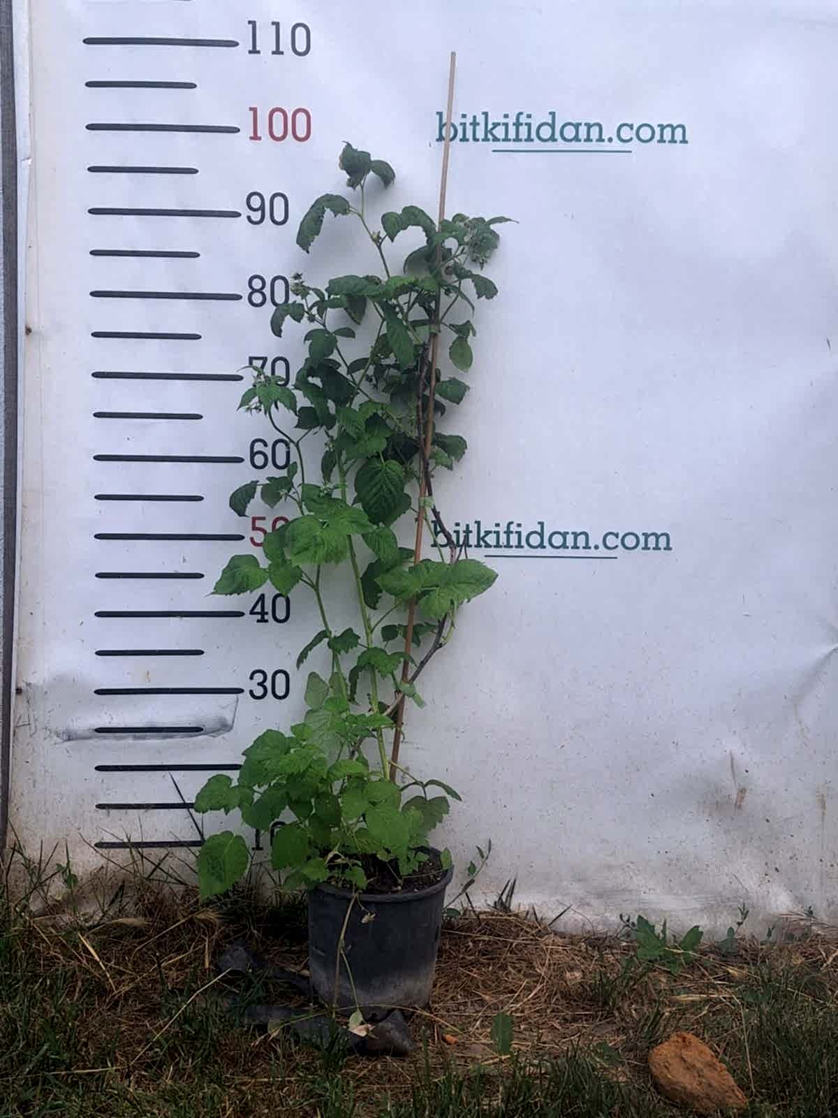 2 Yaş Sarı Ahududu (poranna Rosa)