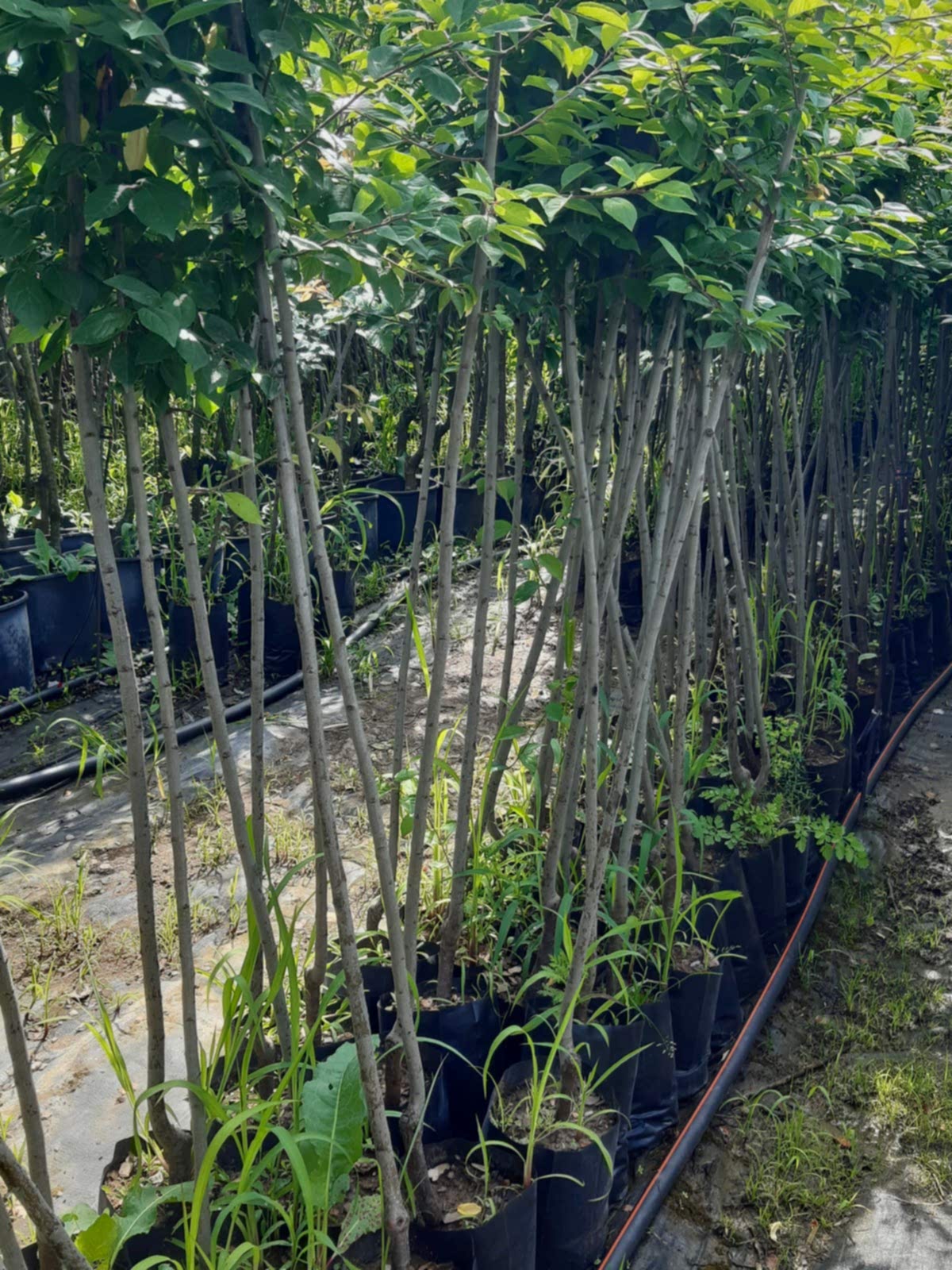 3 Yaş Aşılı Angelino Erik Fidanı