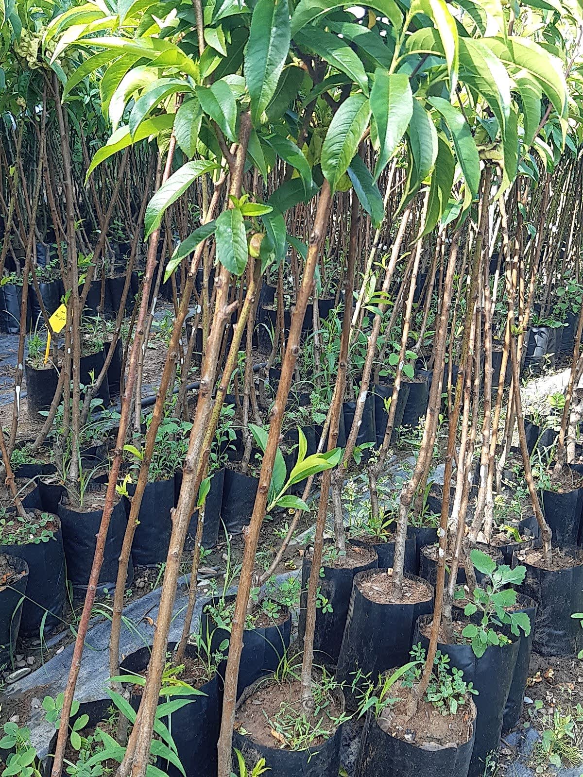 3 Yaş Aşılı Carselet Şeftali Fidanı