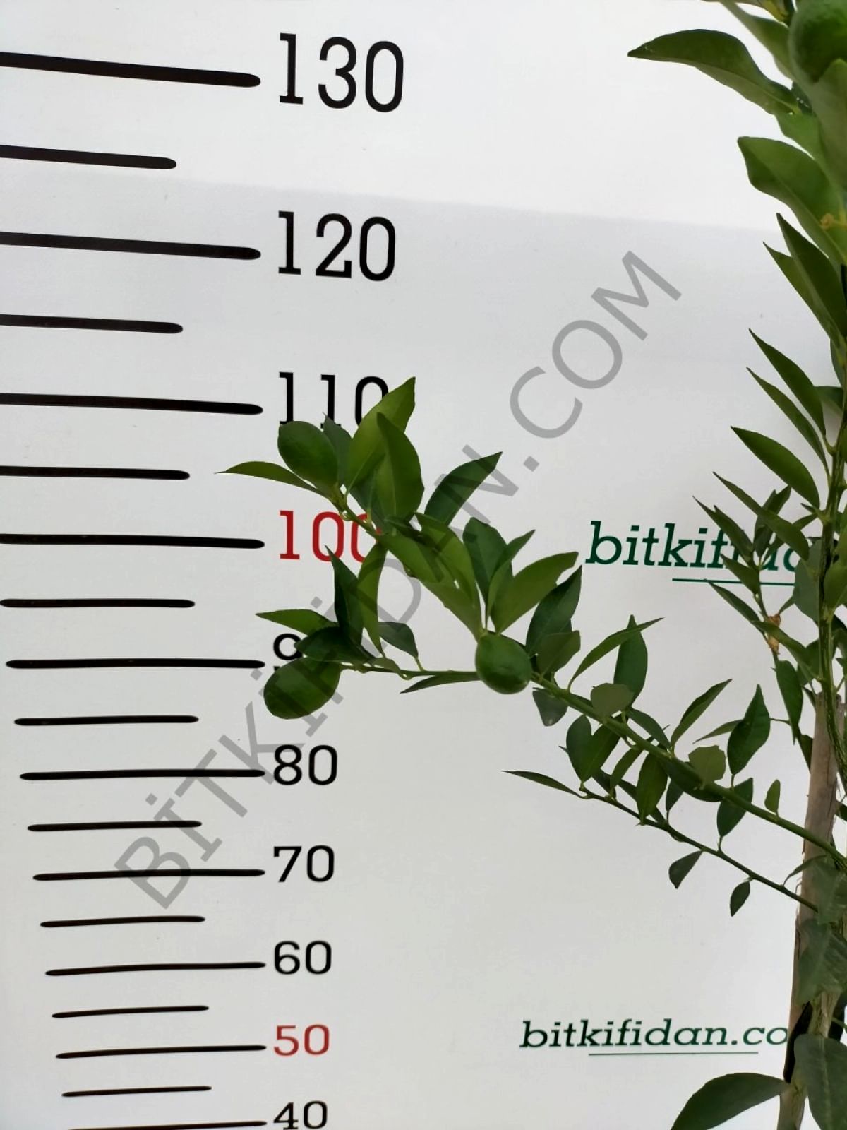 3 Yaş Aşılı Limequat Fidanı