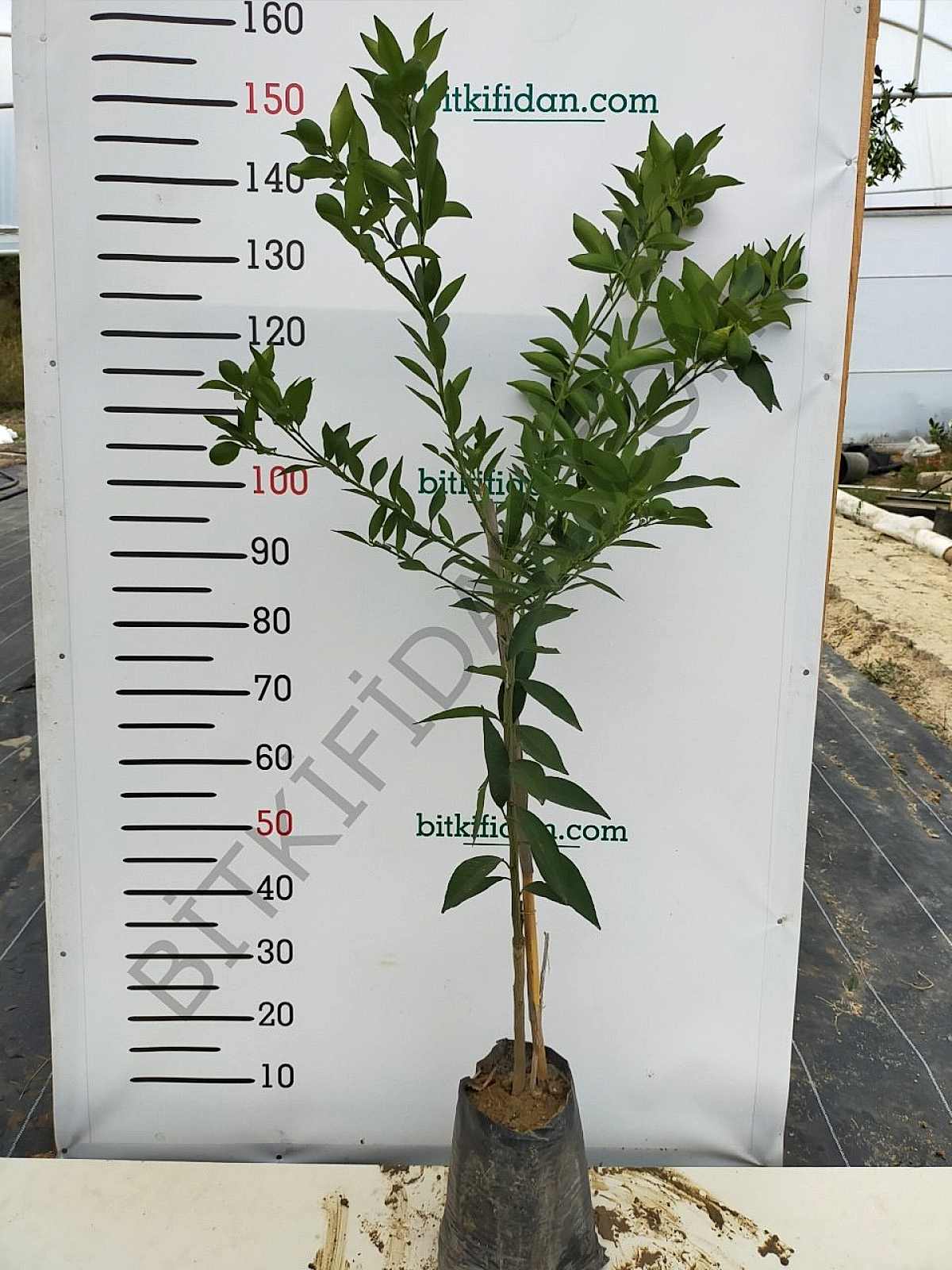 3 Yaş Aşılı Limequat Fidanı