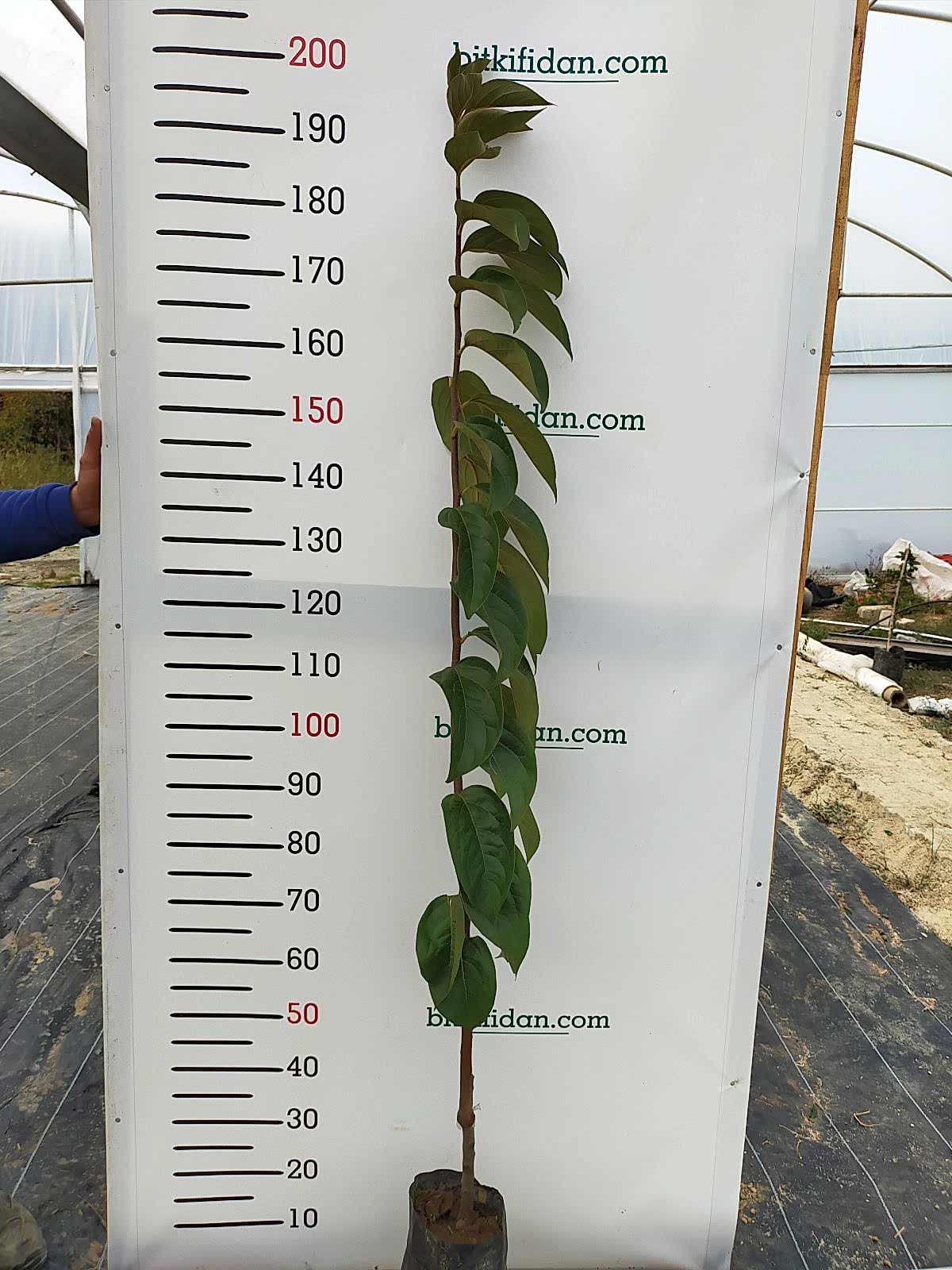 3 Yaş Aşılı Rojo Brillante  Trabzon Hurması