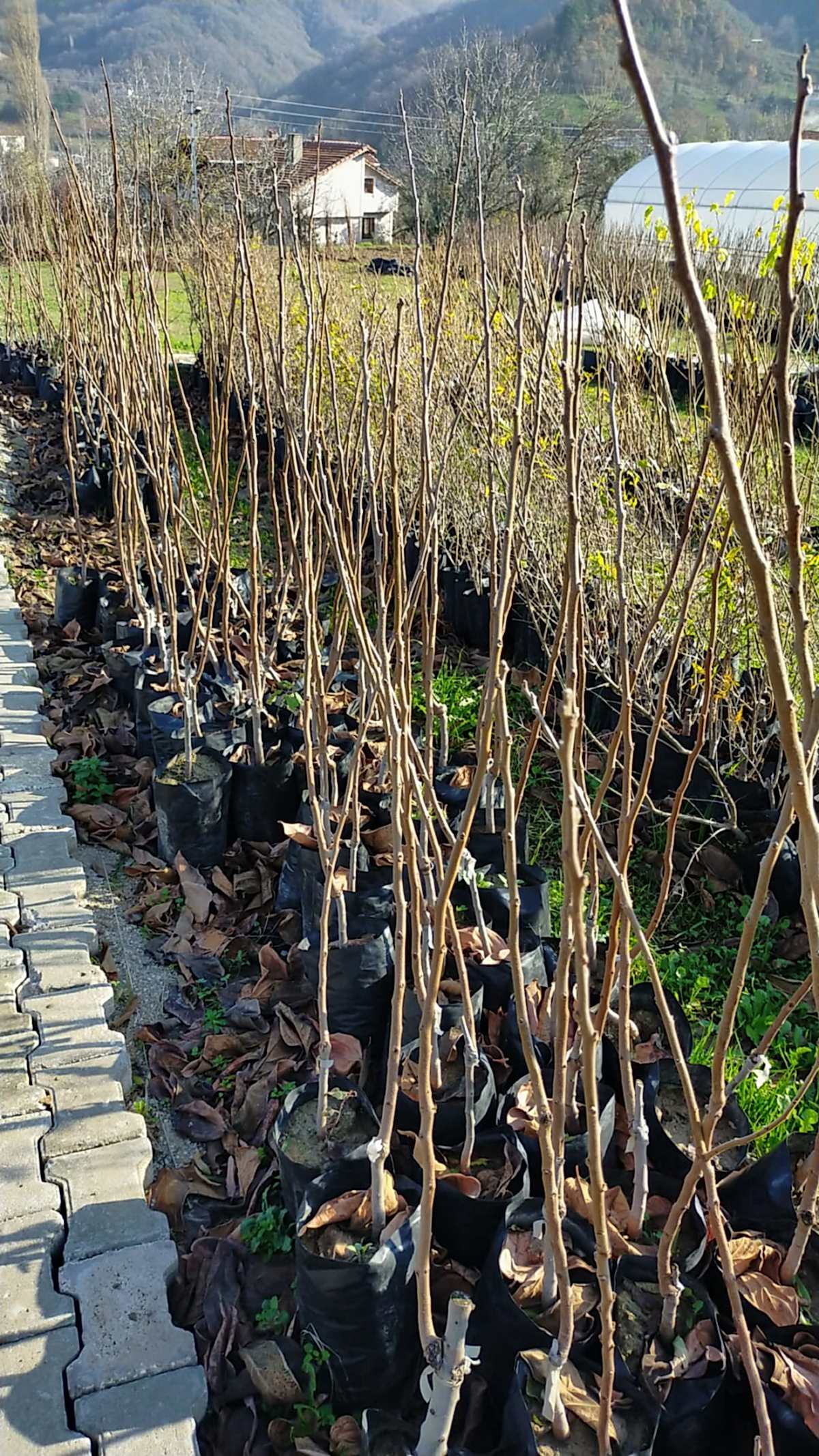 3 Yaş Aşılı Rojo Brillante  Trabzon Hurması