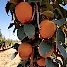 3 Yaş Aşılı Rojo Brillante  Trabzon Hurması