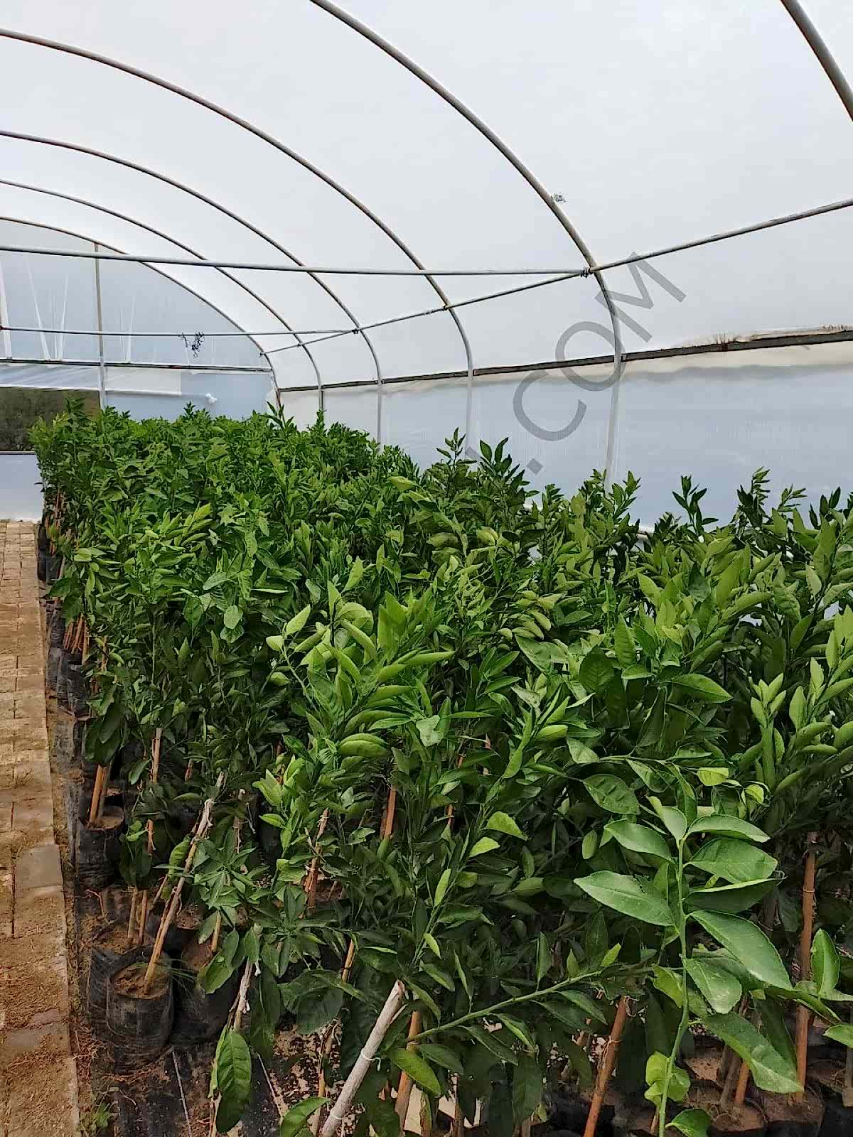 3 Yaş Aşılı Satsuma Mandalina