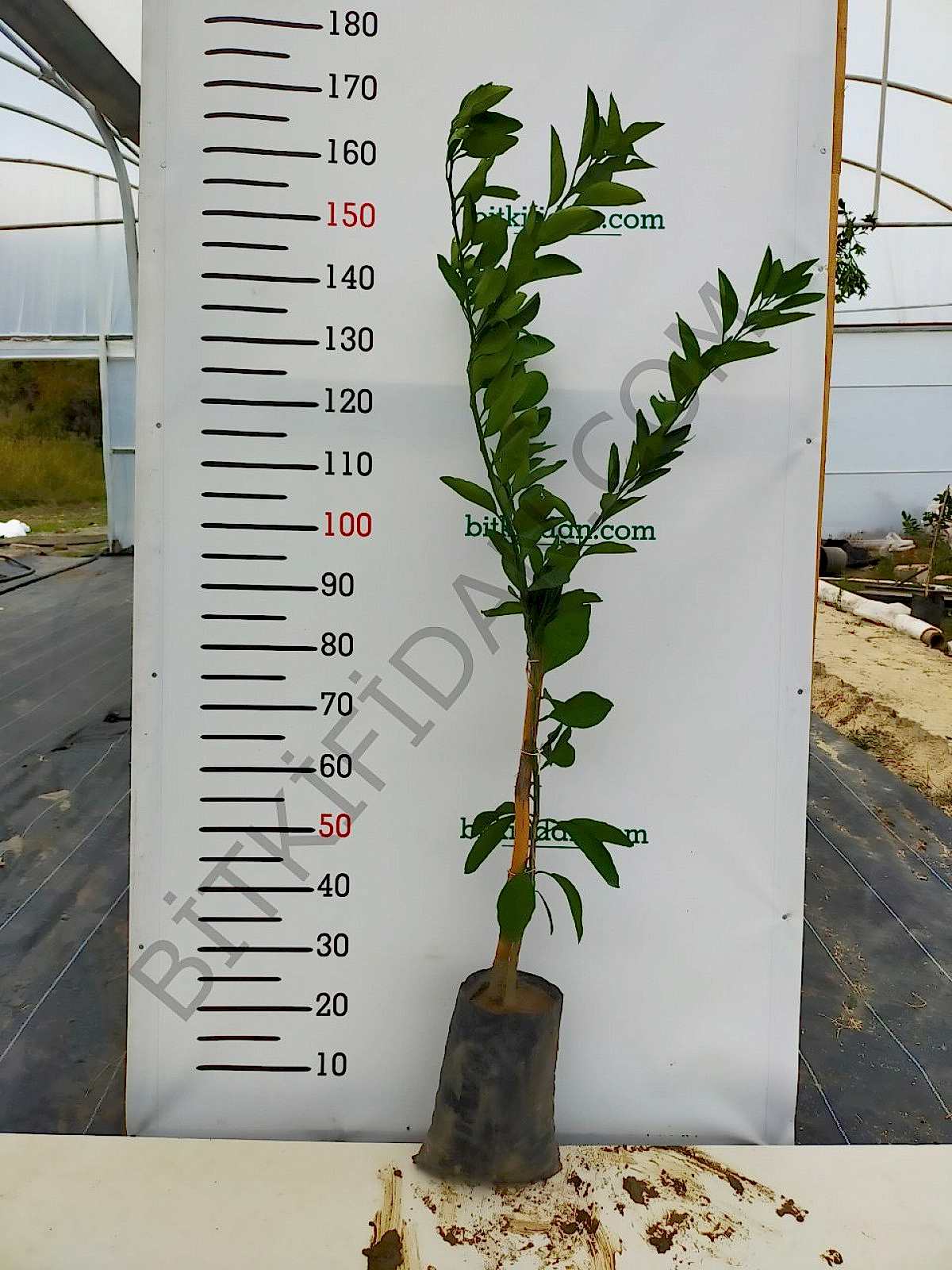 3 Yaş Aşılı Satsuma Mandalina