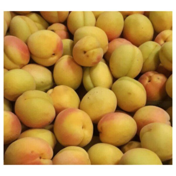 3 Yaş Aşılı Şekerpare Kayısı Fidanı