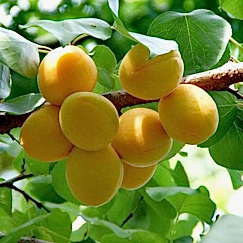 3 Yaş Aşılı Şekerpare Kayısı Fidanı