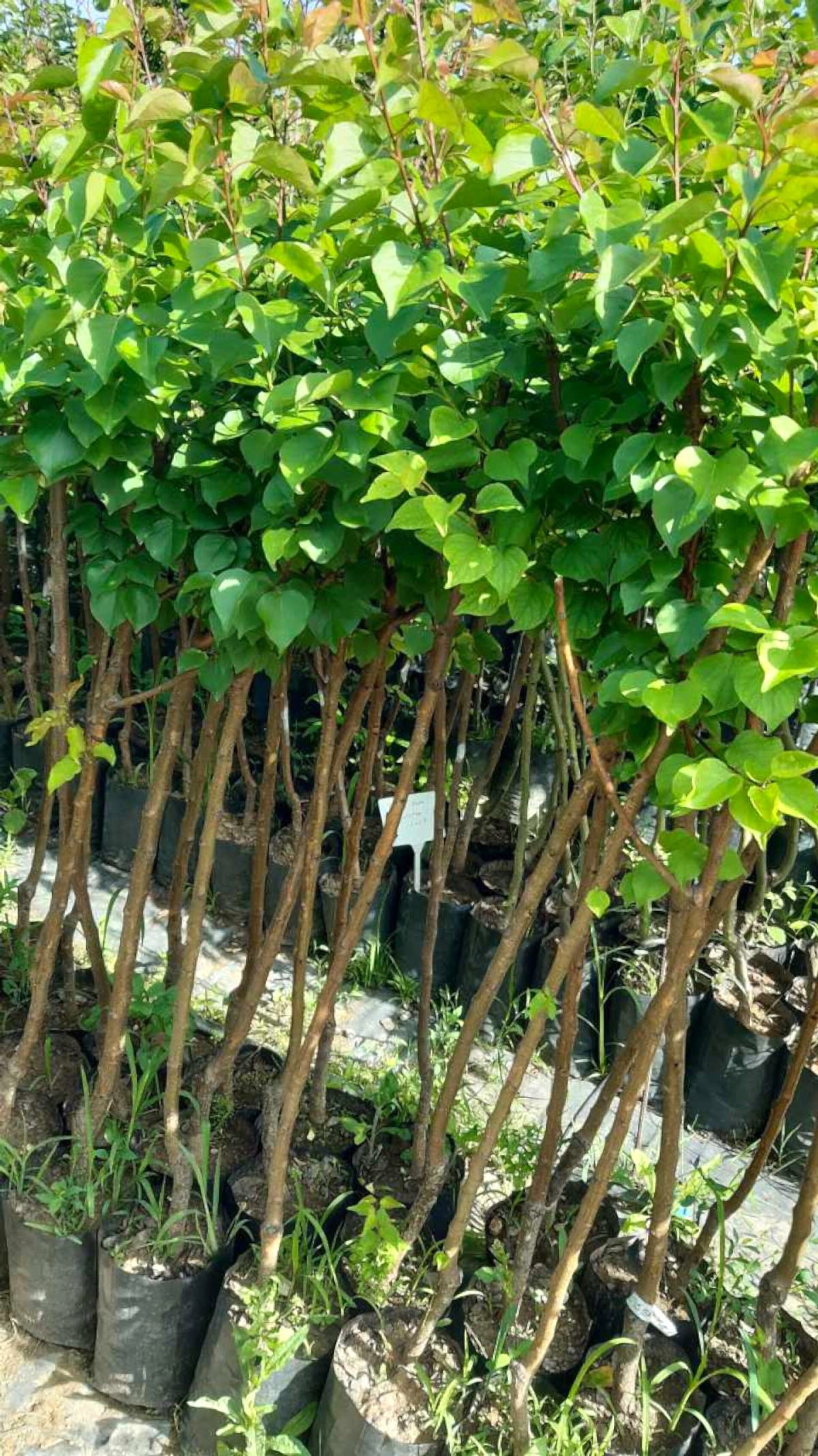 3 Yaş Aşılı Şekerpare Kayısı Fidanı