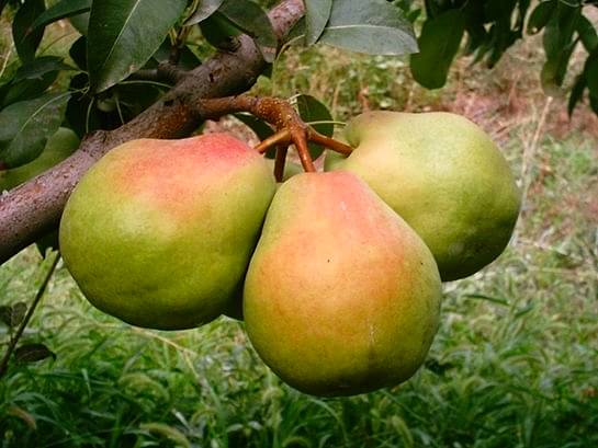 3 Yaş Deveci Armut Fidanı