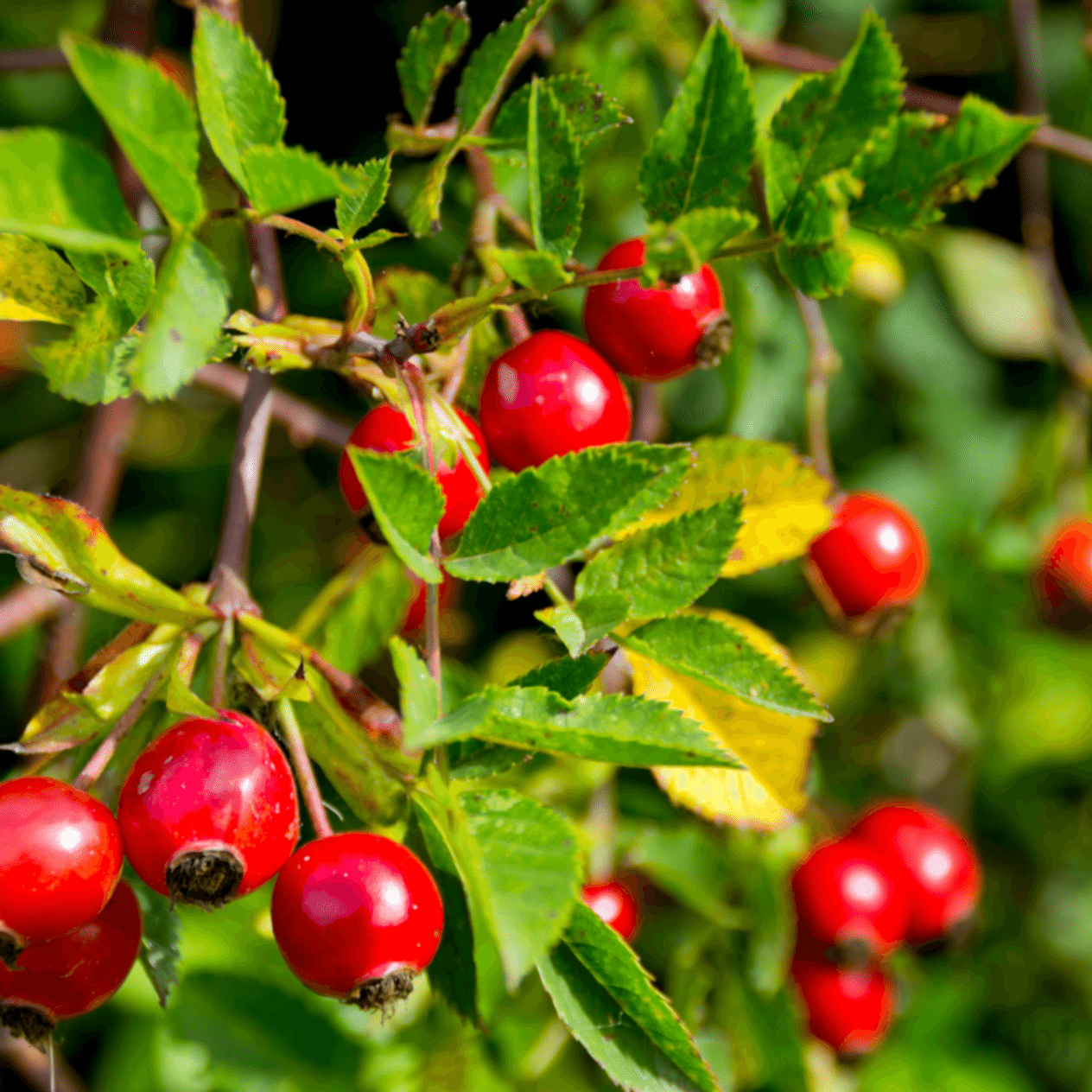 3 Yaş Dikensiz Kuşburnu Fidanı