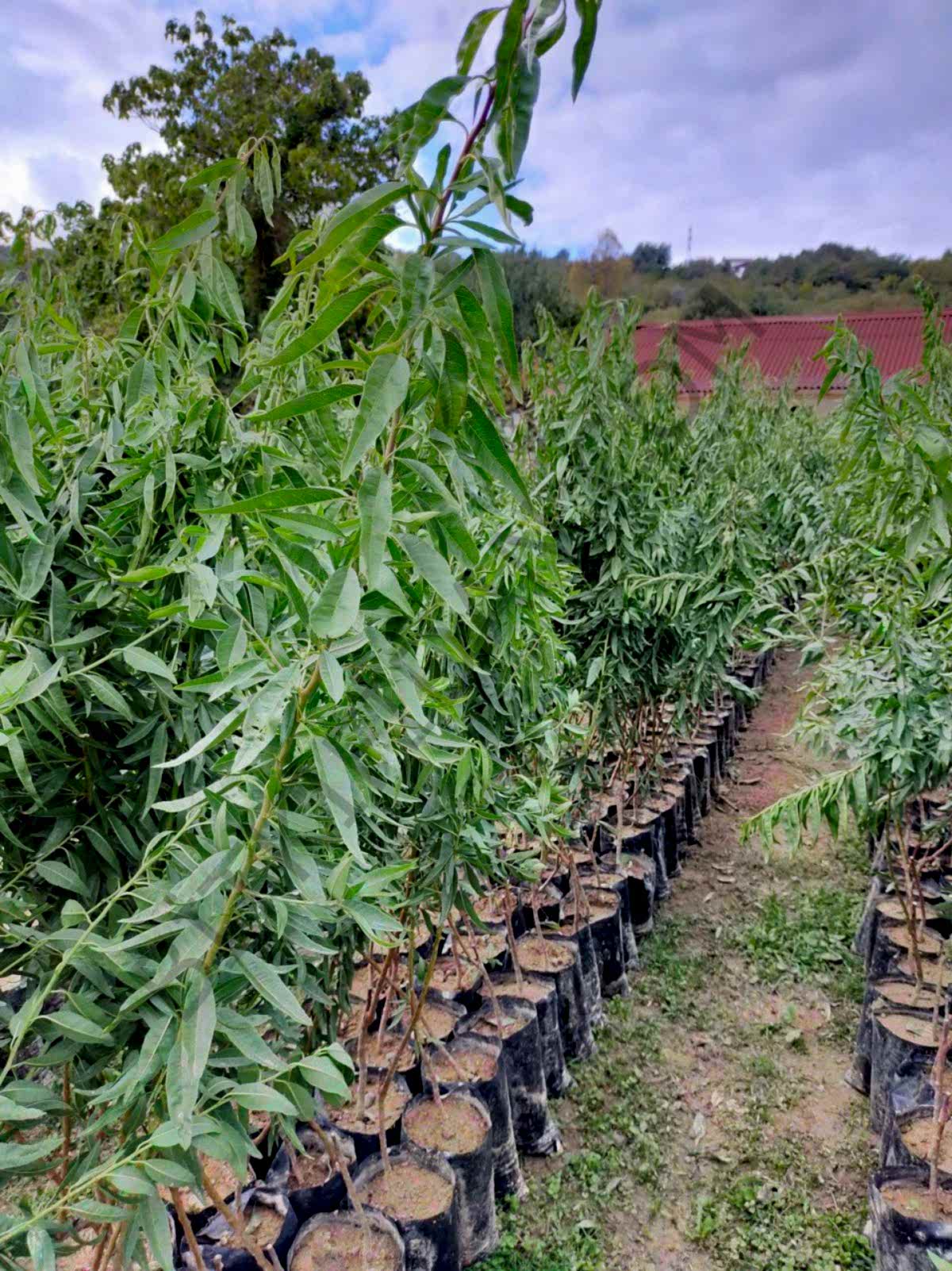 3 Yaş Ferragnes Badem