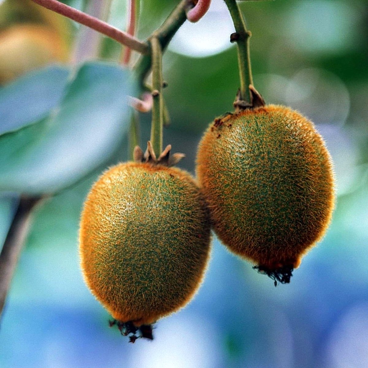 3 Yaş Erkek Hayvard Kivi Fidanı