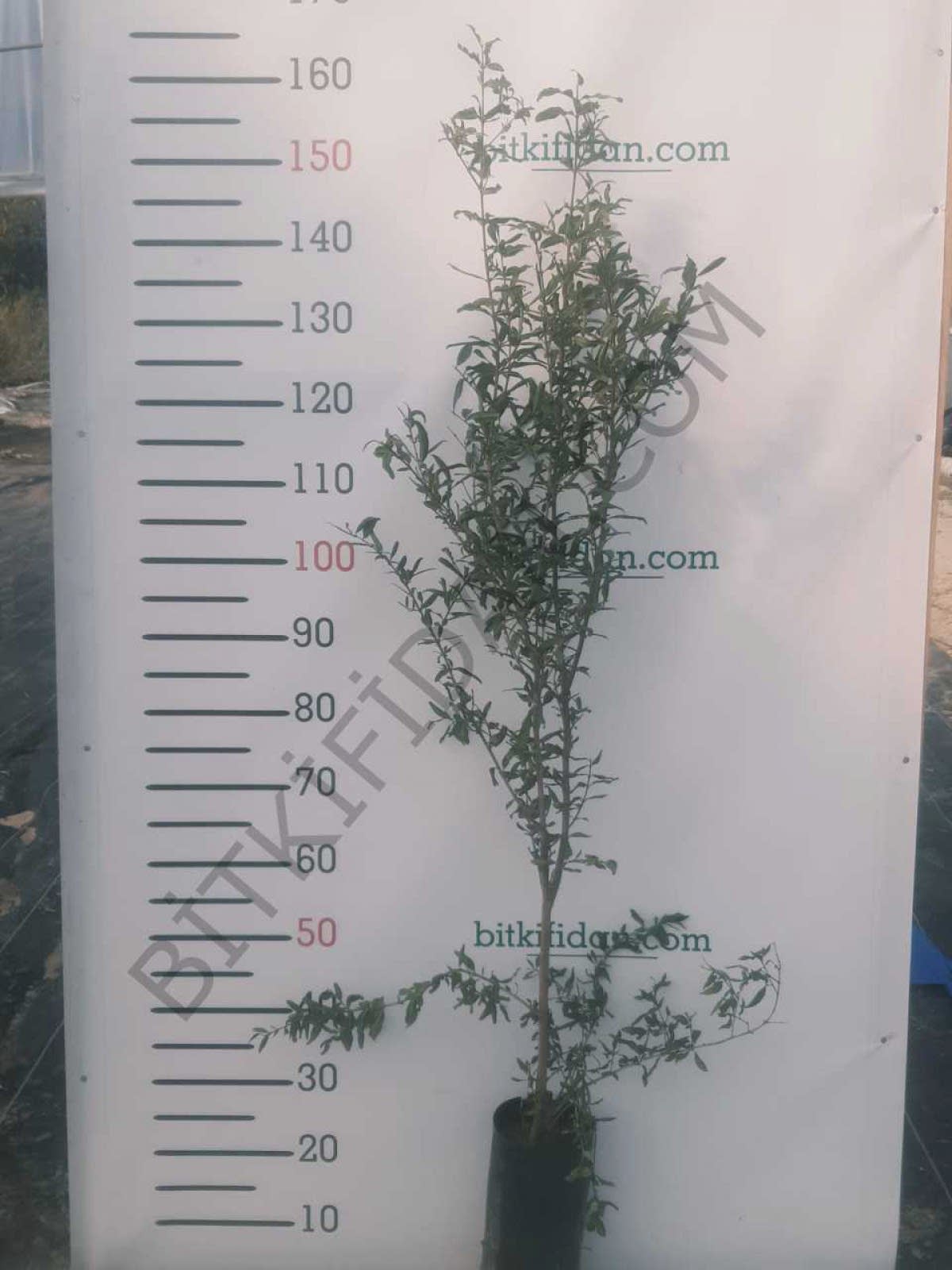 3 Yaş Hicaz Nar Fidanı