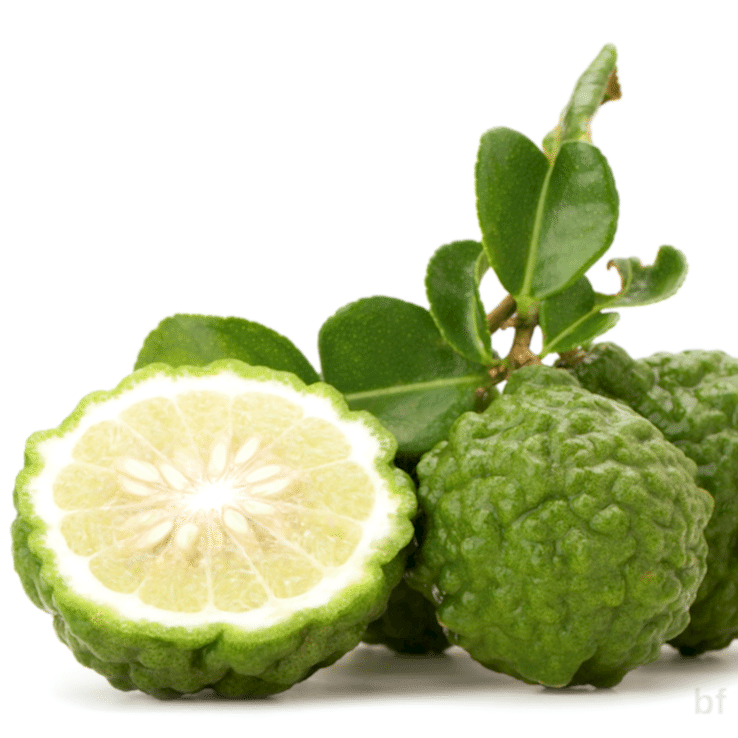 3 Yaş Keffir Lime-tatlı Lime  Fidanı