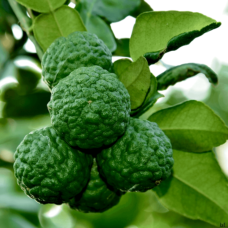 3 Yaş Keffir Lime-tatlı Lime  Fidanı