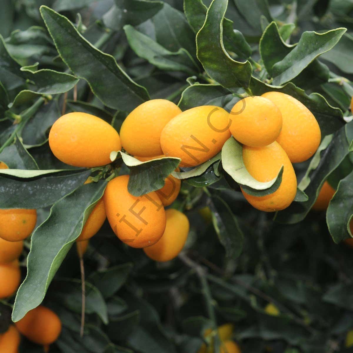 3 Yaş Kumkuat Fidanı