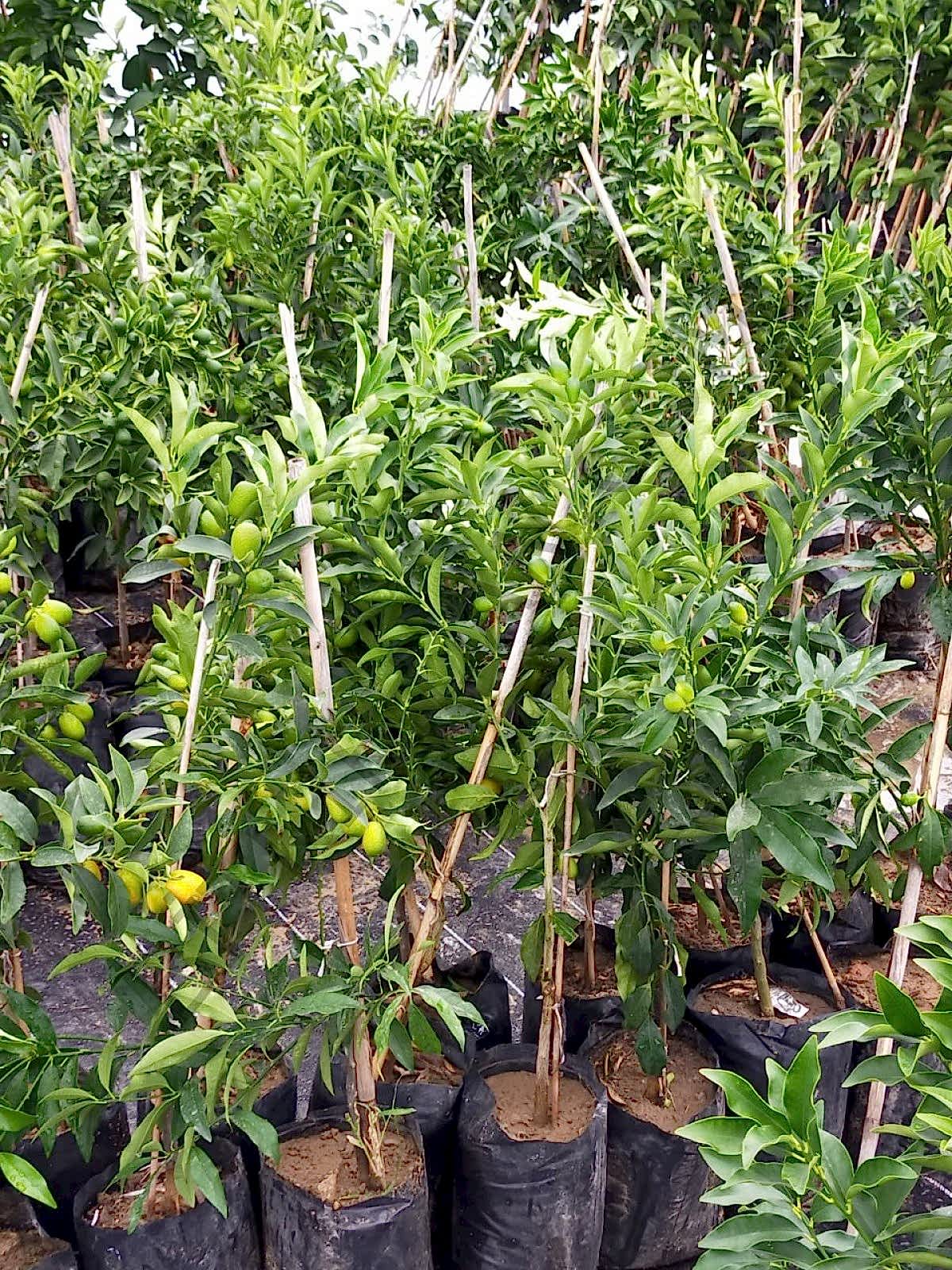 3 Yaş Kumkuat Fidanı