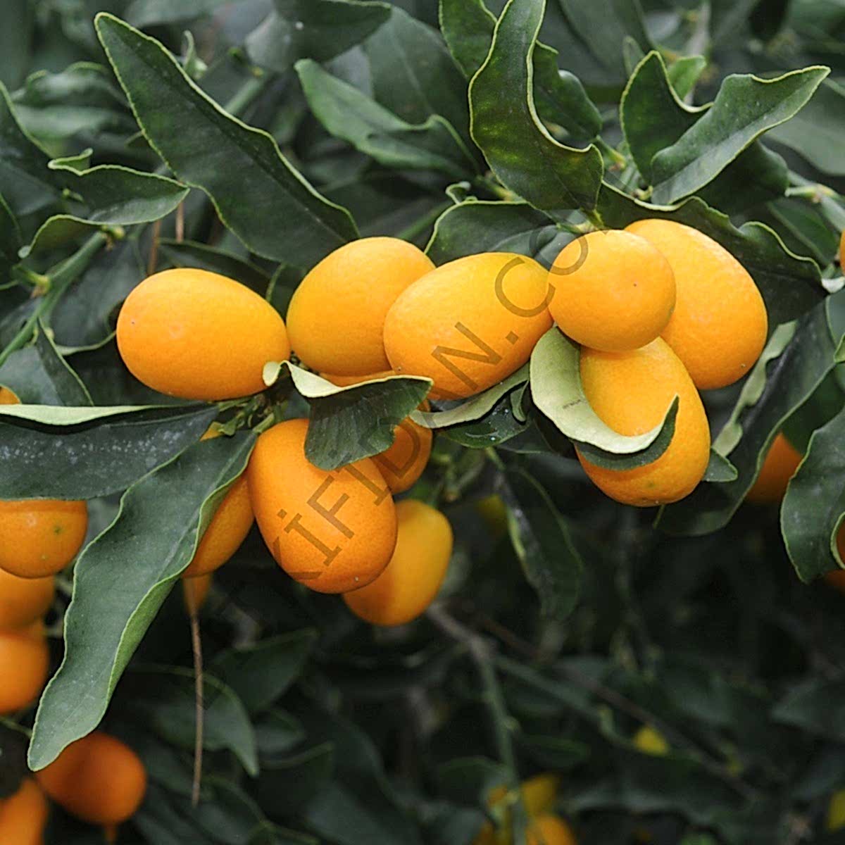 3 Yaş Kumkuat Fidanı