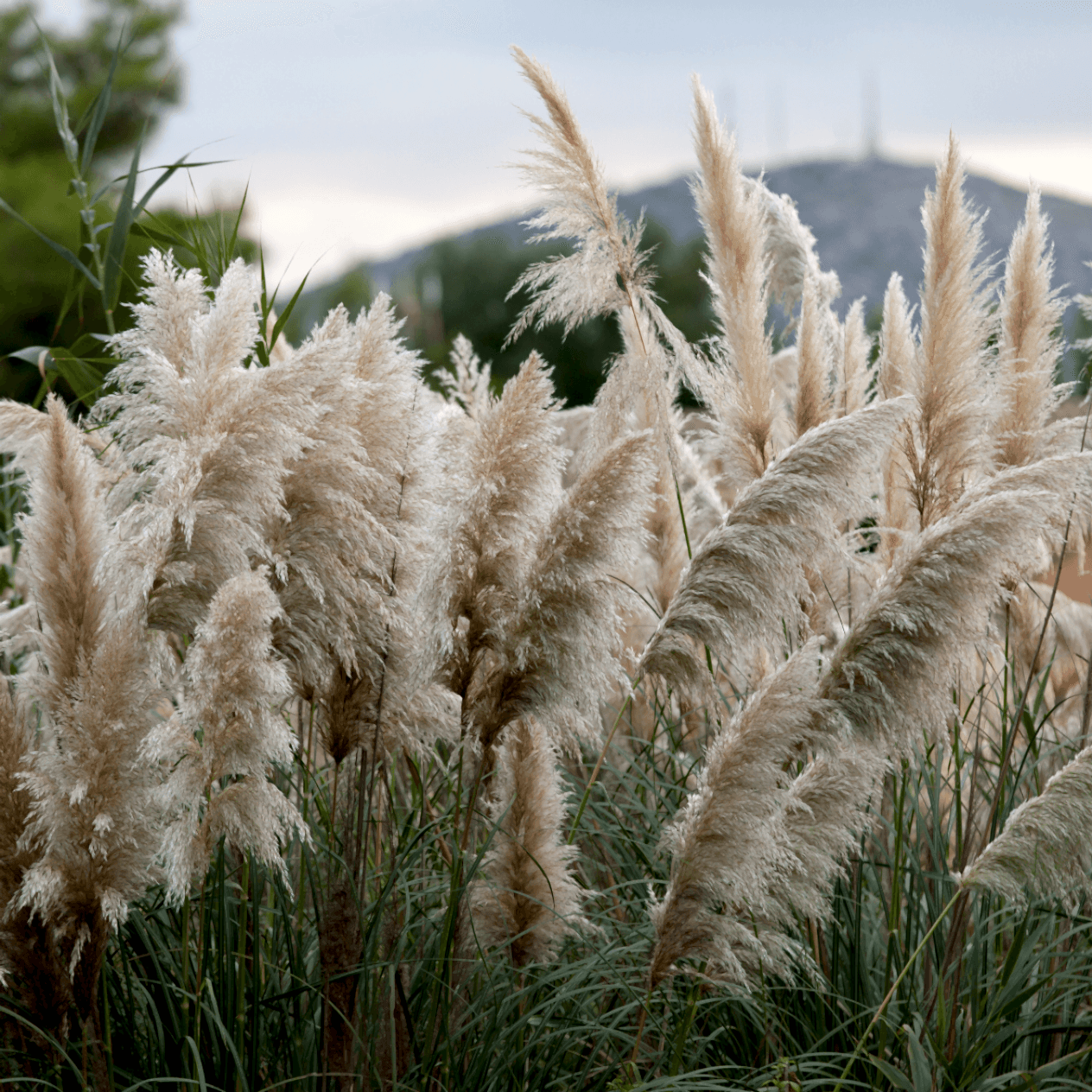 3 Yaş Pampas -saz Püskülü Fidanı-120-150 Cm