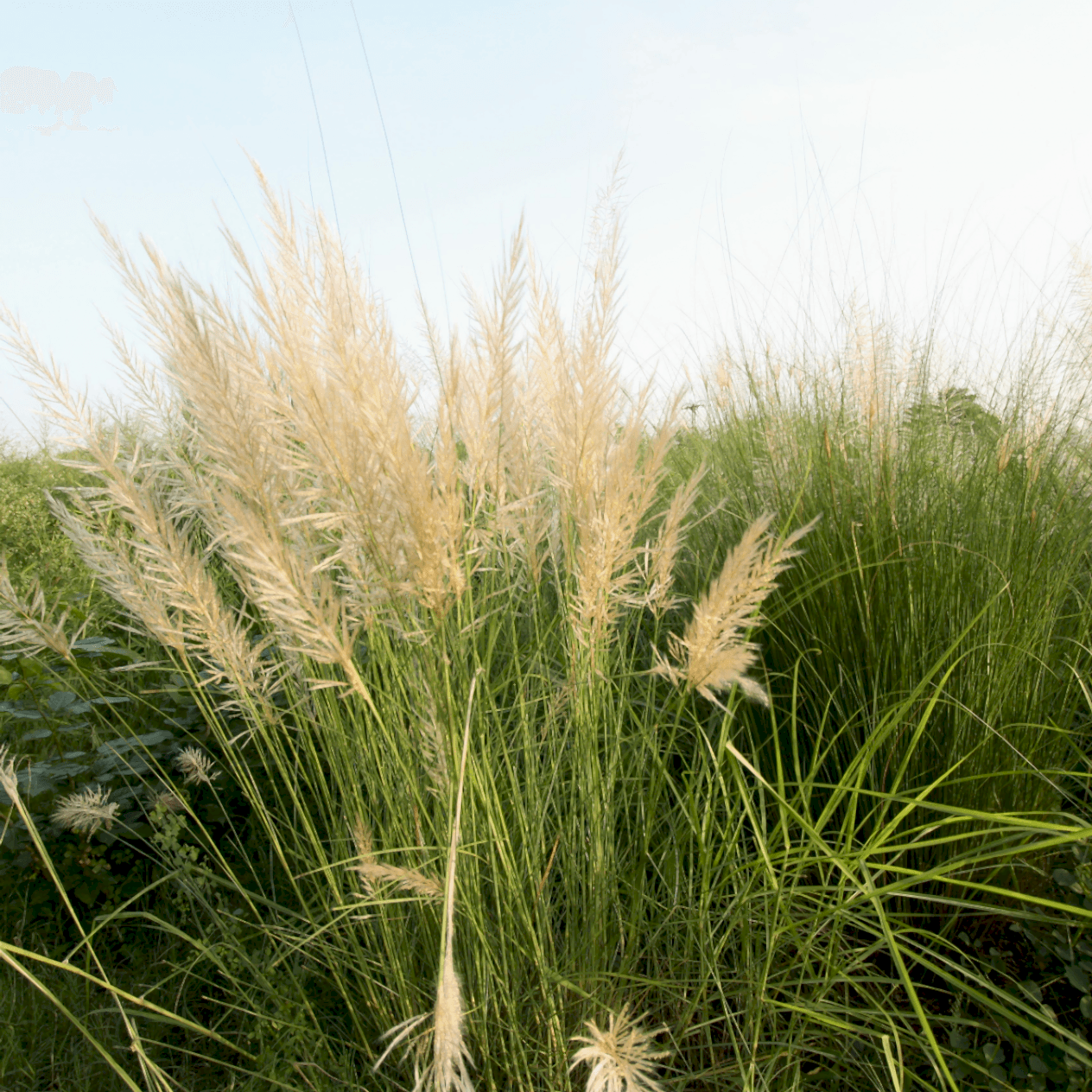 3 Yaş Pampas -saz Püskülü Fidanı-120-150 Cm