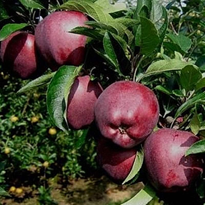 3 Yaş Scarlet Spur Elma