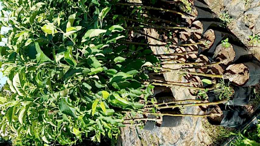 3 Yaş Scarlet Spur Elma