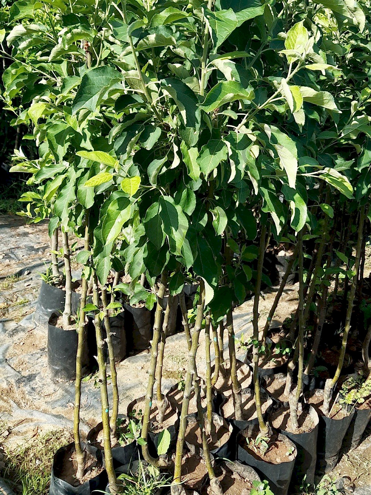 3 Yaş Starkrimson Elma Fidanı