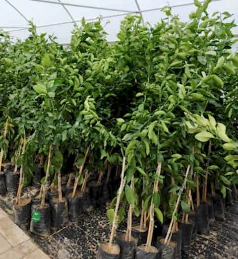 3 Yaş Zagar Bianca  Limon Fidanı