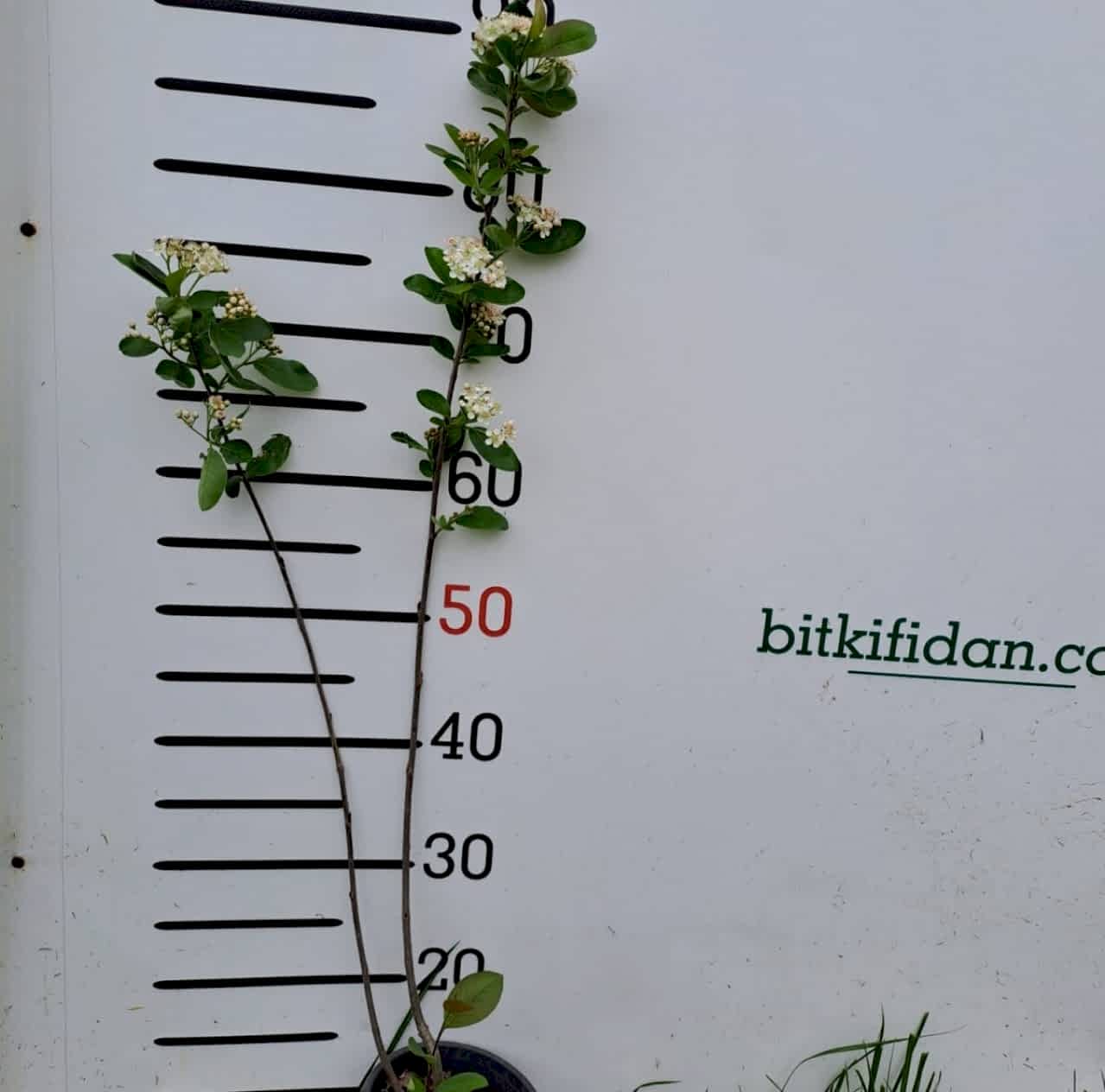 4 Yaş Aronya Meyve Fidanı