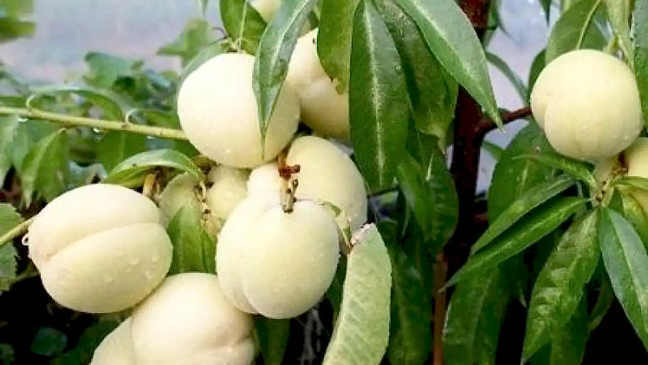 4 Yaş Bodur Beyaz Nektarin (bayramiç Beyazı)