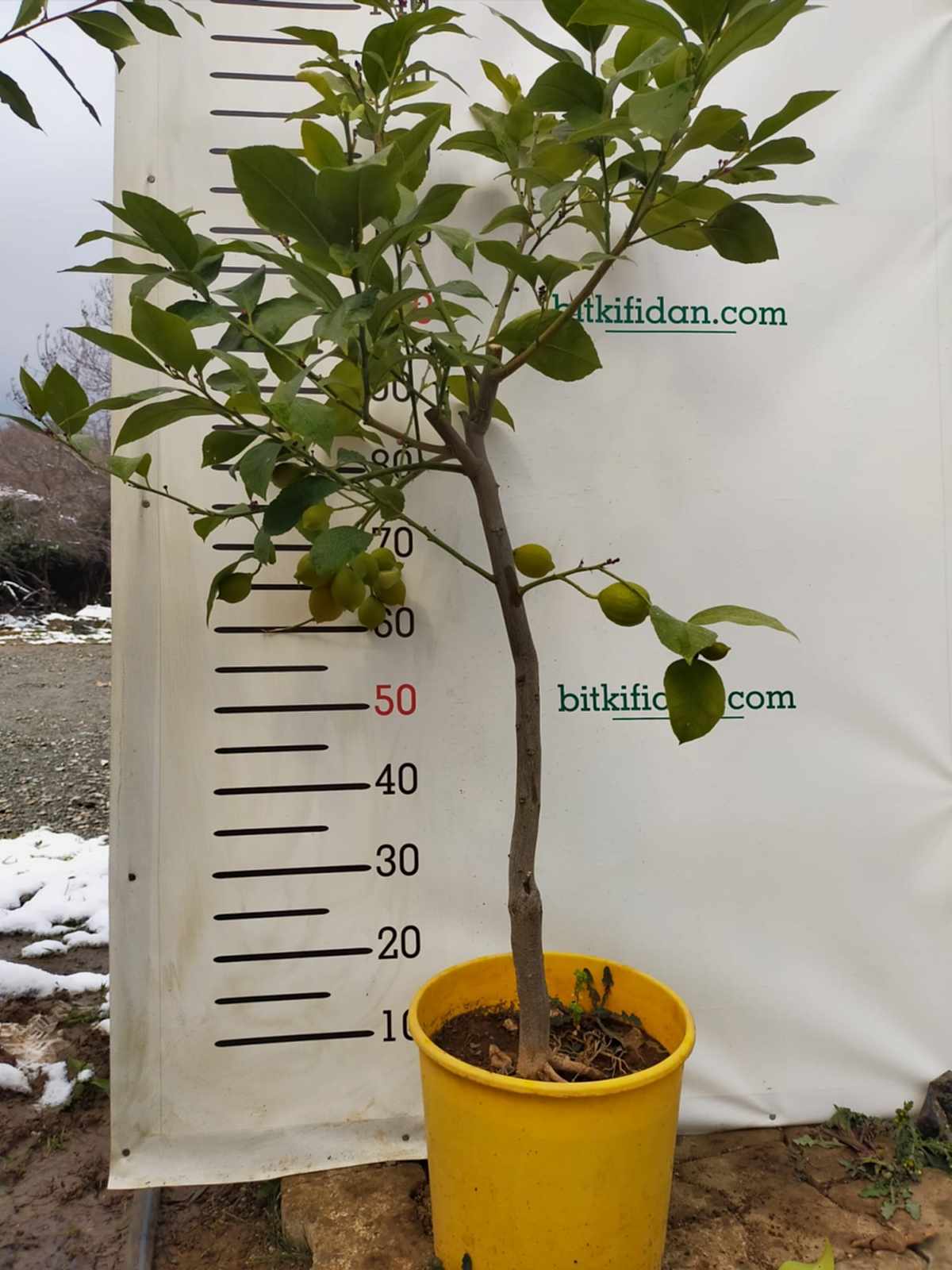 5 Yaş Aşılı Yediveren Mayer Limon Fidanı-üzeri Meyveli