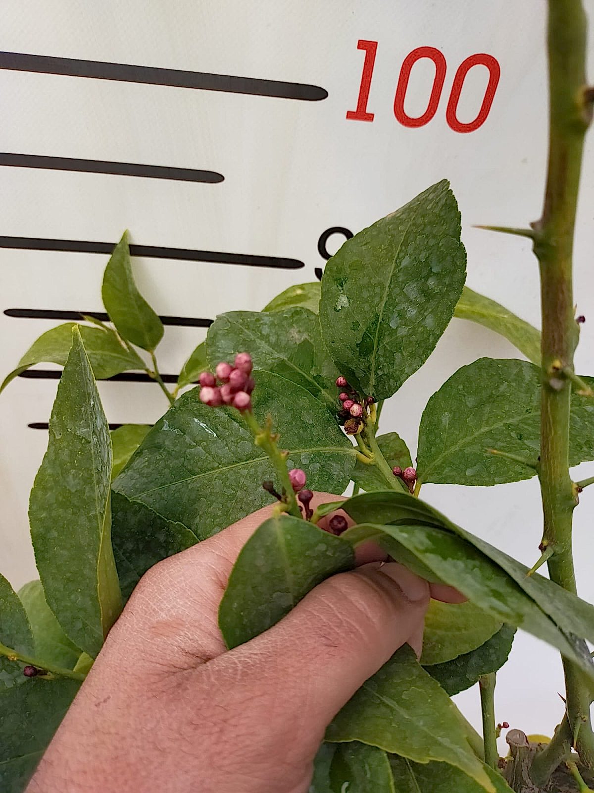 5 Yaş Aşılı Yediveren Mayer Limon Fidanı-üzeri Meyveli