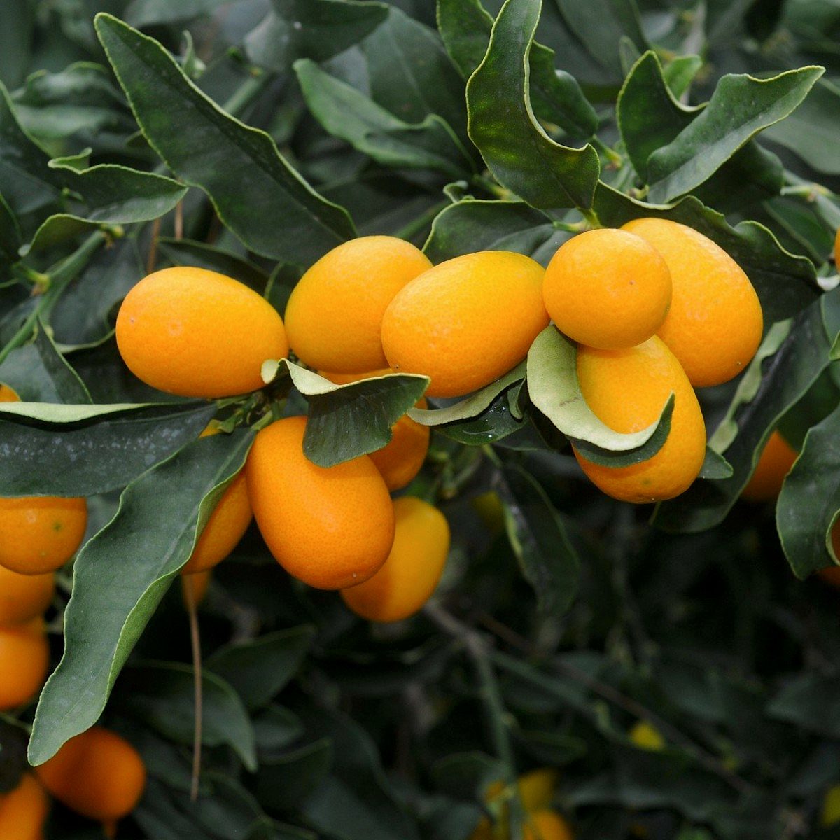 5 Yaş Üzeri Meyveli Kumkuat Fidanı