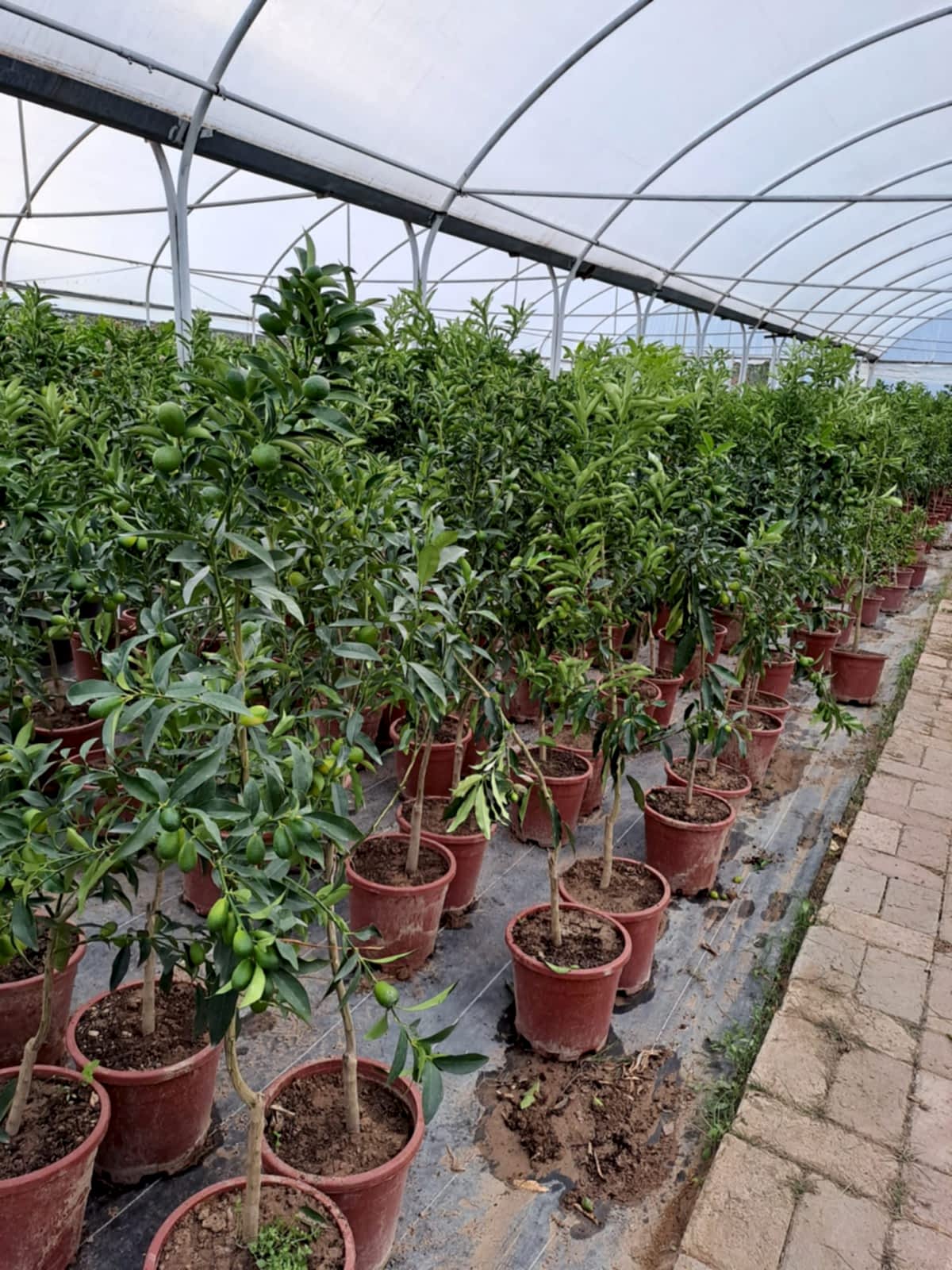 5 Yaş Üzeri Meyveli Kumkuat Fidanı