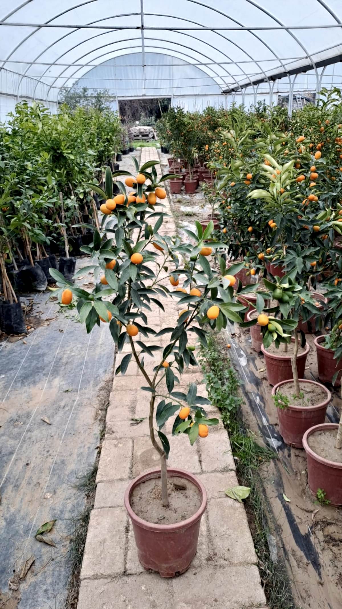 5 Yaş Üzeri Meyveli Kumkuat Fidanı