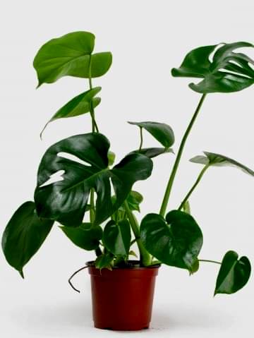 Deve Tabanı-monstera Deliciosa 40-60 Cm