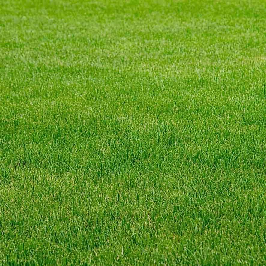 İthal Çim Tohumu 5 Karışımlı-1 Kg