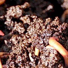 1 Kg Organik Solucan Gübresi