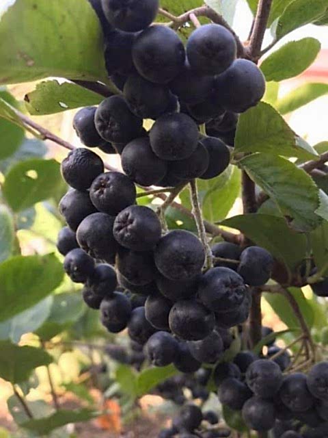 2 Yaş Aronya Fidanı